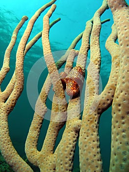 Flamingo Tongue