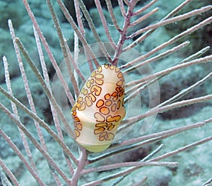 Flamingo Tongue