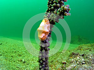 Flamingo Tongue