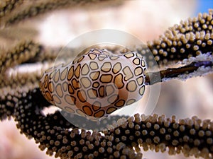 Flamingo Tongue Snail