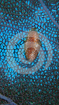 Flamingo tongue snail, caribean, Jamaica, on a gorgonians