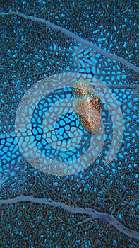 Flamingo tongue snail, caribean, Jamaica, on a gorgonians