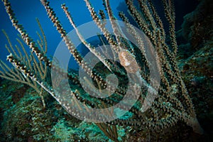 Flamingo Tongue Snail on Coral