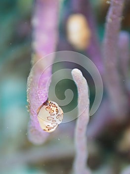 Flamingo tongue snail, Cyphoma gibbosum. CuraÃ§ao, Lesser Antilles, Caribbean