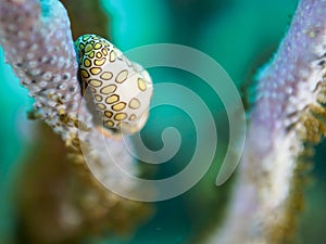 Flamingo tongue snail, Cyphoma gibbosum. CuraÃ§ao, Lesser Antilles, Caribbean