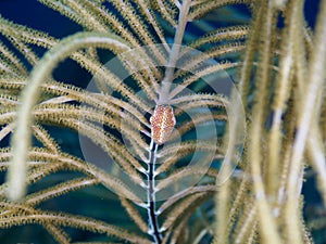 Flamingo tongue snail, Cyphoma gibbosum. CuraÃ§ao, Lesser Antilles, Caribbean