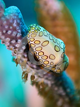 Flamingo tongue snail, Cyphoma gibbosum. CuraÃ§ao, Lesser Antilles, Caribbean