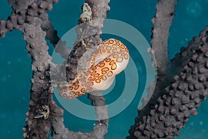 Flamingo tongue snail diagonal Bahamas