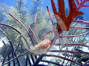 A Flamingo Tongue Snail Feeds on Sea Rod