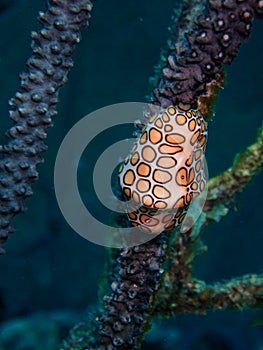 Flamingo tongue snail on purple coral in the Carribbean Sea, Roatan, Bay Islands, Honduras