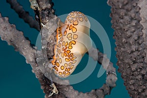 Flamingo tongue snail on sea fan Bahamas