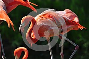 Flamingo in Toronto Zoo