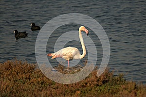 flamingo trying to feed by the sea