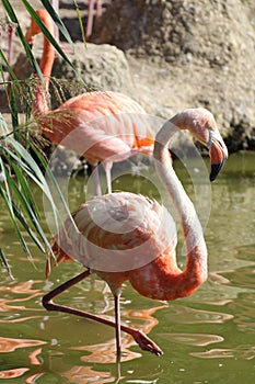Flamingo