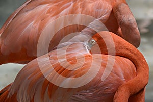 Flamingo on vacations, take a rest photo