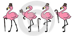 Flamingo vector flamingos hat icon logo cartoon character collection illustration Cute animal exotic fauna nature wild