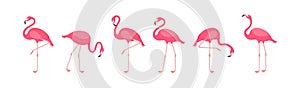 Flamingo vector icon, cartoon pink tropical bird, summer animal set, cute zoo character. Exotic fauna illustration