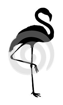 Flamingo vector illustration black silhouette