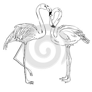 Flamingo vector illustration. Doodle style. Isolated on white background. Flamingo hand draw. Cloth, print, design, icon