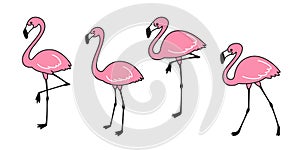 Flamingo vector set Cute flamingos collection Flamingo animal exotic nature wild fauna illustration