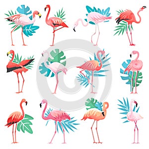 Flamingo vector tropical pink flamingos and exotic bird with palm leaves illustration set of fashion birdie isolated on