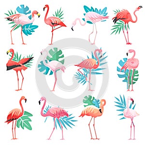 Flamingo vector tropical pink flamingos and exotic bird with palm leaves illustration set of fashion birdie isolated on photo