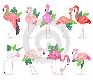 Flamingo vector tropical pink flamingos and exotic bird with palm leaves illustration set of fashion birdie in tropics