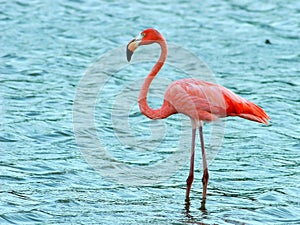 Flamingo visiting