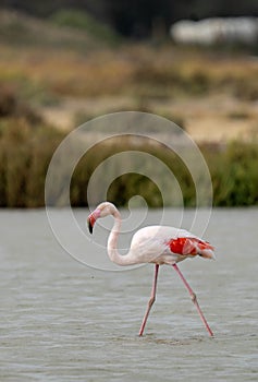 Flamingo wades through the water