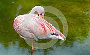 Flamingo a wading bird in the family Phoenicopteridae