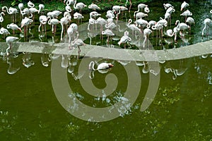 Flamingo wading birds in the water in Jurong Bird Park Singapore