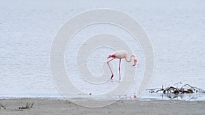 Flamingo walk in shallow water, Wild Greater flamingo in the salt lake, Nature Wildlife safari 4k shot