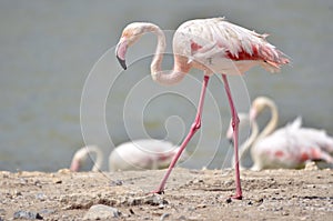 Flamingo walking on ground