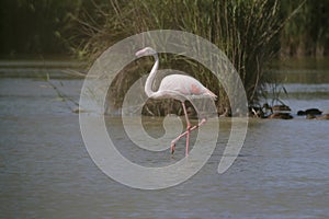 Flamingo walking in the water in a lake
