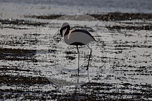 flamingo standing on the wetlands at sunset photo