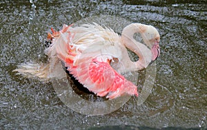 Flamingo washing