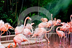 Flamingo watching on as others bicker