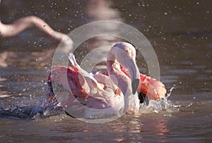 Flamingo in the water