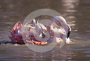 Flamingo in the water