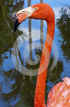 Flamingo In Water Close Up In Color