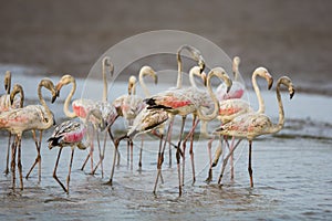 Flamingo in water South Africa