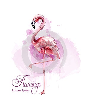 Flamingo in watercolor isolated Vector. Exotic bird cute poster templates