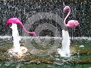 Flamingo in waterfall