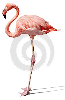 Flamingo on white photo