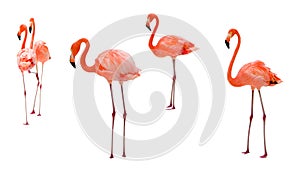 Flamingo on white