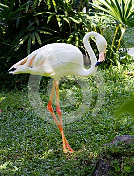 Flamingo with white feathers