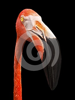 Flamingo Wide Close Up