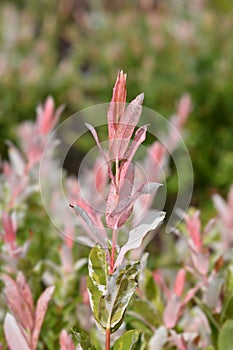 Flamingo Willow Hakuro Nishiki