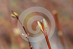 Flamingo Willow Hakuro Nishiki