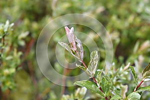 Flamingo Willow Hakuro Nishiki